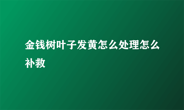 金钱树叶子发黄怎么处理怎么补救