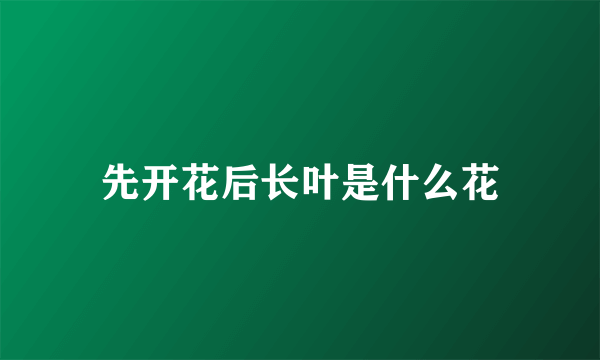 先开花后长叶是什么花