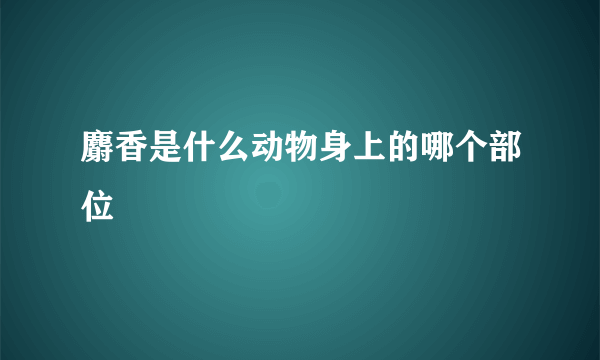 麝香是什么动物身上的哪个部位