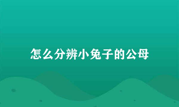 怎么分辨小兔子的公母