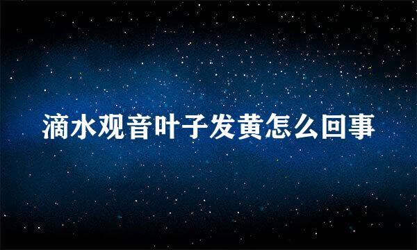 滴水观音叶子发黄怎么回事